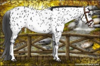 Horse Color:White Spotted Blue Roan Splash Frame Appaloosa