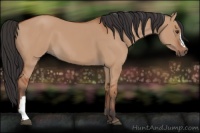 Horse Color:Bay Dun