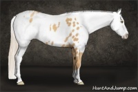 Horse Color:Gold Champagne Appaloosa and Gold Champagne Roan Appaloosa
