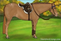 Horse Color:Chestnut Appaloosa