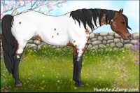 Horse Color:Brown Appaloosa 