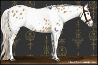 Horse Color:Palomino Near Leopard  and Palomino Frame Near Leopard 