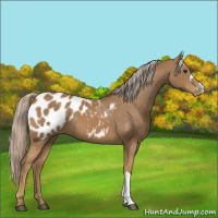 Horse Color:Palomino Appaloosa