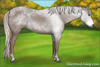 Horse Color:Gray Chestnut 