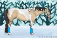 Horse Color:Amber Champagne Dun Tobiano Rabicano 