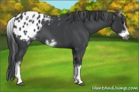 Horse Color:White Spotted Blue Roan Splash Frame Appaloosa 