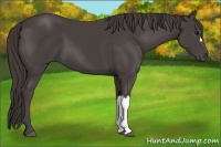 Horse Color:Smoky Black 