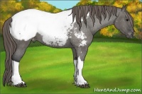 Horse Color:Grullo Snowcap