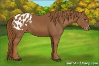 Horse Color:Chestnut Appaloosa 