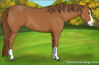 Horse Color:Chestnut Splash 