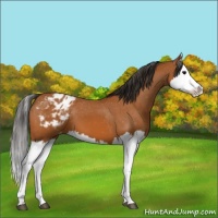Horse Color:Bay Splash Appaloosa