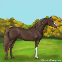 Horse Color:Liver Chestnut 