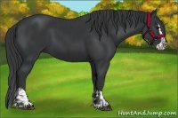 Horse Color:Black and Black Splash