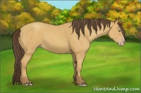Horse Color:Amber Champagne Rabicano 