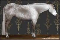 Horse Color:Gray Chestnut 