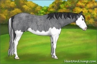 Horse Color:Blue Roan Splash 