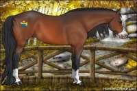 Horse Color:Bay Splash Frame