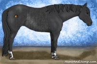 Horse Color:Black and Black Rabicano