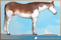 Horse Color:Chocolate Brown Sabino Splash Frame Rabicano