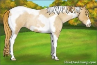 Horse Color:Red Roan Pearl Tobiano Frame