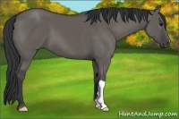 Horse Color:Grullo 
