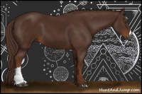 Horse Color:Gray Chestnut 