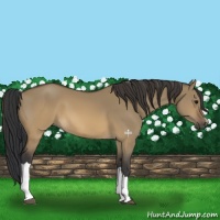Horse Color:Brown Dun 