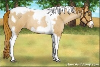 Horse Color:Red Roan Pearl Tobiano Frame 