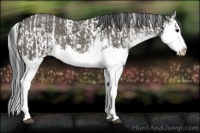 Horse Color:Grullo Sabino Splash  and Grullo Sabino Splash 