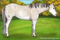 Horse Color:Grullo Sabino Splash and Classic Champagne Dun Sabino Splash