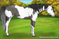Horse Color:Grullo Sabino Splash and Grullo Sabino Splash