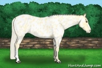 Horse Color:Palomino Near Leopard