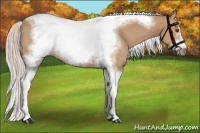 Horse Color:Silver Bay Dun Sabino Tobiano Frame Rabicano 