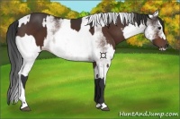 Horse Color:Bay  and White Spotted Bay 