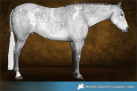 Horse Color:White Spotted Silver Smoky Blue Chinchilla Roan 