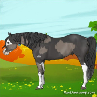 Horse Color:Grullo Sabino Splash and Black Sabino Splash