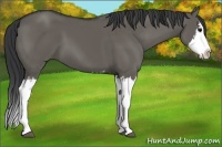 Horse Color:Grullo Sabino Splash  and Grullo Sabino Splash 