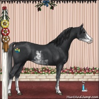 Horse Color:Black Sabino