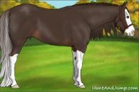 Horse Color:Liver Chestnut Splash