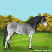 Horse Color:White Spotted Blue Roan 