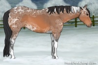 Horse Color:Bay Ice Tobiano 