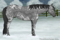 Horse Color:Blue Ice Roan 