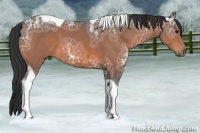 Horse Color:Brown Ice Tobiano