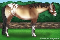 Horse Color:Bay Onyx Blanket 
