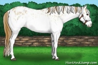 Horse Color:White Spotted Red Dun Leopard 