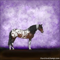 Horse Color:Brown Sabino Tobiano Appaloosa Rabicano 