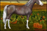 Horse Color:Chocolate Silver Black Chinchilla Splash 