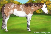 Horse Color:White Spotted Chocolate Bay Splash Rabicano