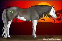 Horse Color:Smoky Black Splash 