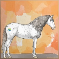 Horse Color:Smoky Black Splash Appaloosa Rabicano 